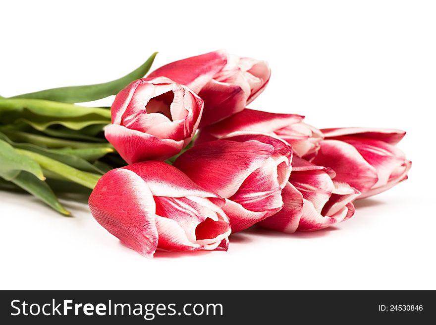 Bouquet of tulips on a white background