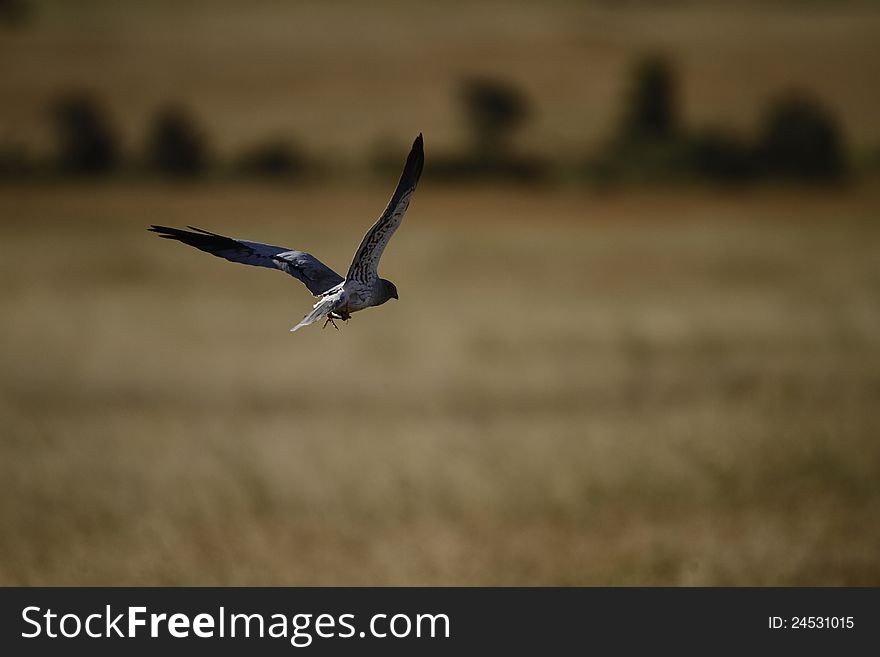 Black-Shouldered Kite