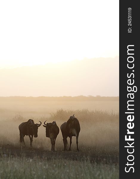 White-Bearded Wildebeest silhouetted against the dust storm. White-Bearded Wildebeest silhouetted against the dust storm