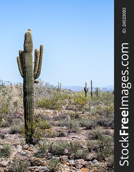 Saguaro and Joshua Tree cactuses in the Arizona Desert. Saguaro and Joshua Tree cactuses in the Arizona Desert