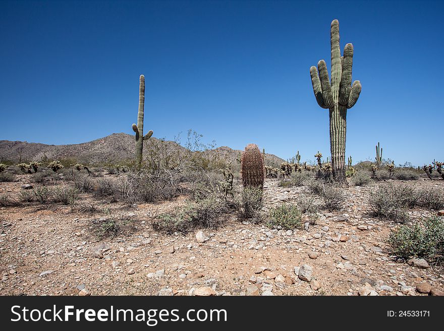 Saguaro and Joshua Tree cactuses in the Arizona Desert. Saguaro and Joshua Tree cactuses in the Arizona Desert