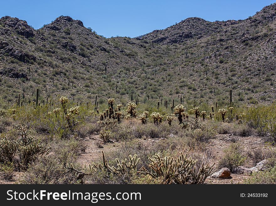 Saguaro and Joshua Tree cactuses in the Arizona Desert. Saguaro and Joshua Tree cactuses in the Arizona Desert