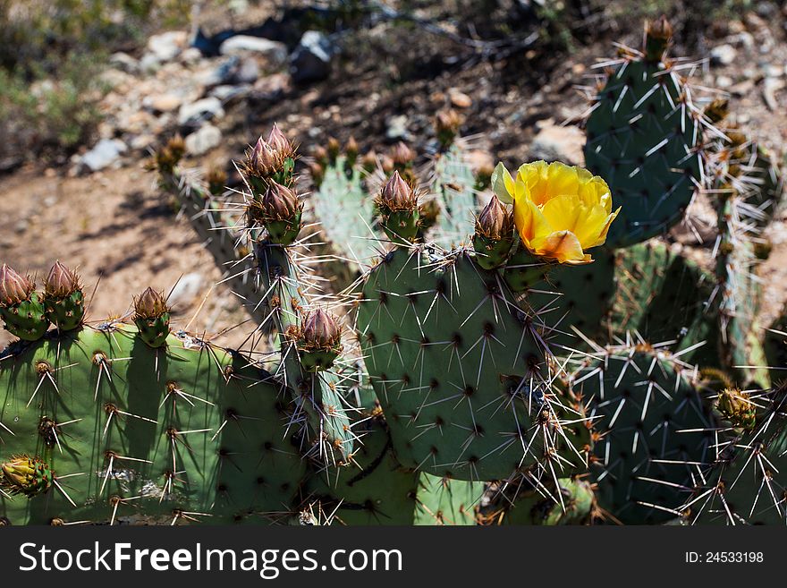 Saguaro and Joshua Tree cactuses in the Arizona Desert. Saguaro and Joshua Tree cactuses in the Arizona Desert