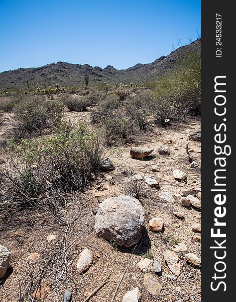 Saguaro and Joshua Tree cactuses in the Arizona Desert. Saguaro and Joshua Tree cactuses in the Arizona Desert