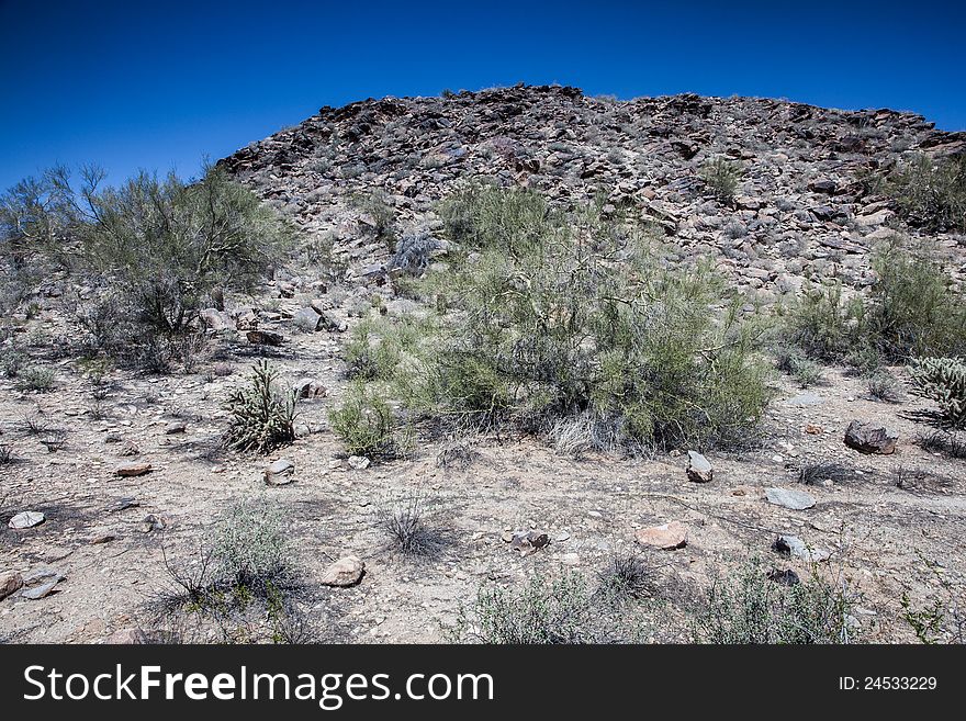 Saguaro and Joshua Tree cactuses in the Arizona Desert. Saguaro and Joshua Tree cactuses in the Arizona Desert