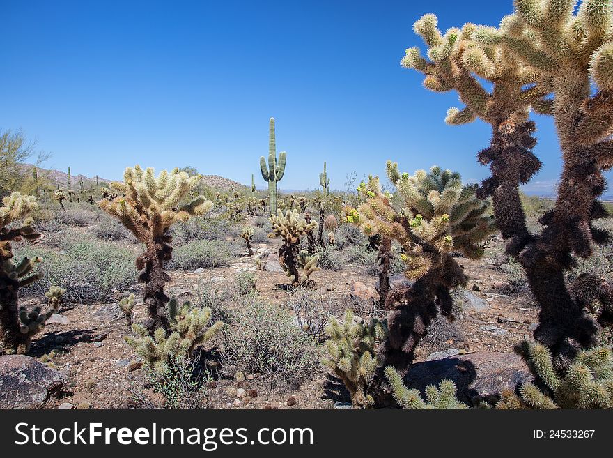 Saguaro and Joshua Tree cactuses in the Arizona Desert. Saguaro and Joshua Tree cactuses in the Arizona Desert