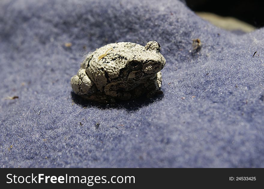 A small white frog with black spots