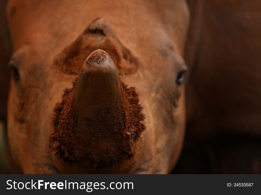 Brown rhinoceros close up with shallow depth of field and focus on the horn