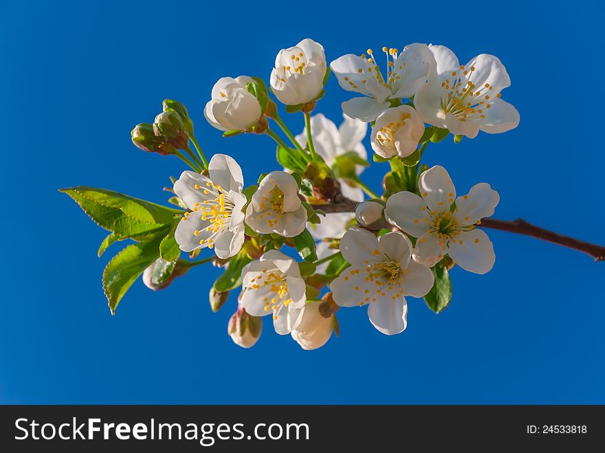 Branch of a blossoming cherry on blue sky background