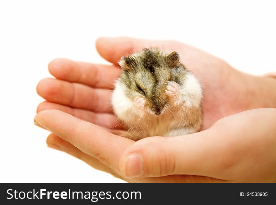 The dzhungarsky hamster sits in palms and covered with eye pads. The dzhungarsky hamster sits in palms and covered with eye pads