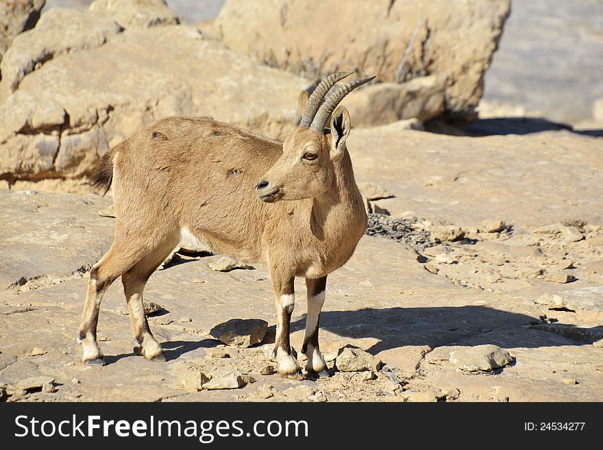 Wild goat in Negev desert.