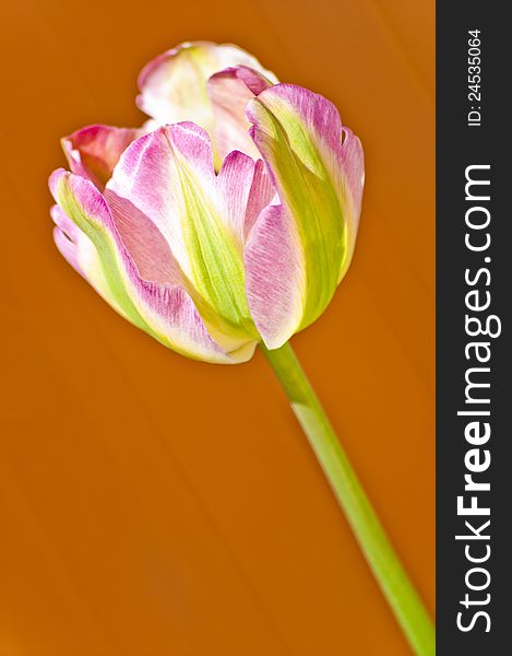 Pink and Green Tulip on Orange Background