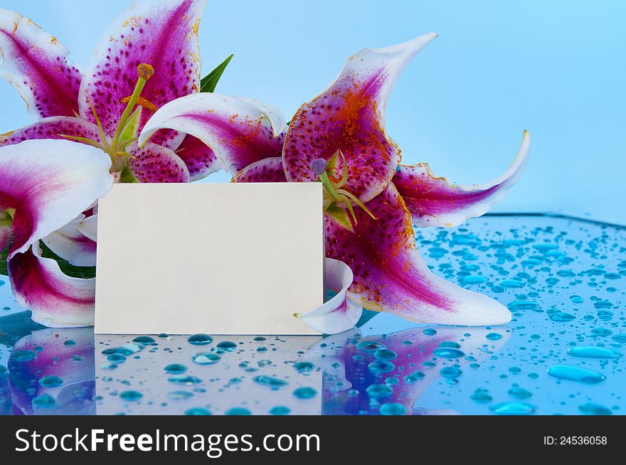 Stargazer Lily on glass table with blank message card. Stargazer Lily on glass table with blank message card