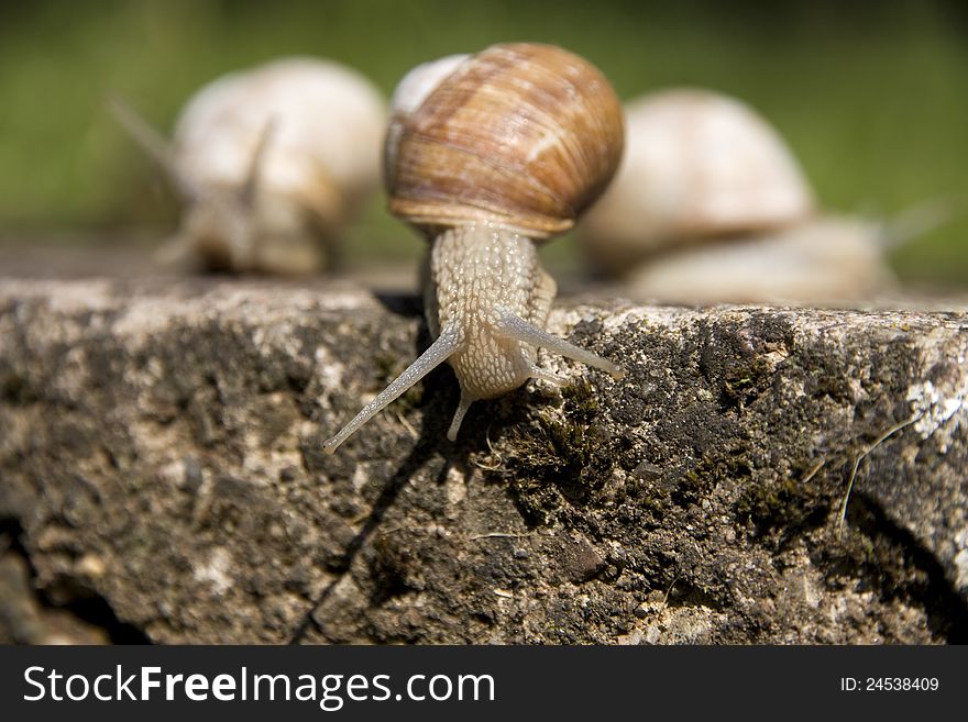 Snail crawling on the concrete