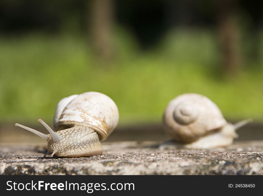 Two snails crawling over concrete on a green background. Two snails crawling over concrete on a green background