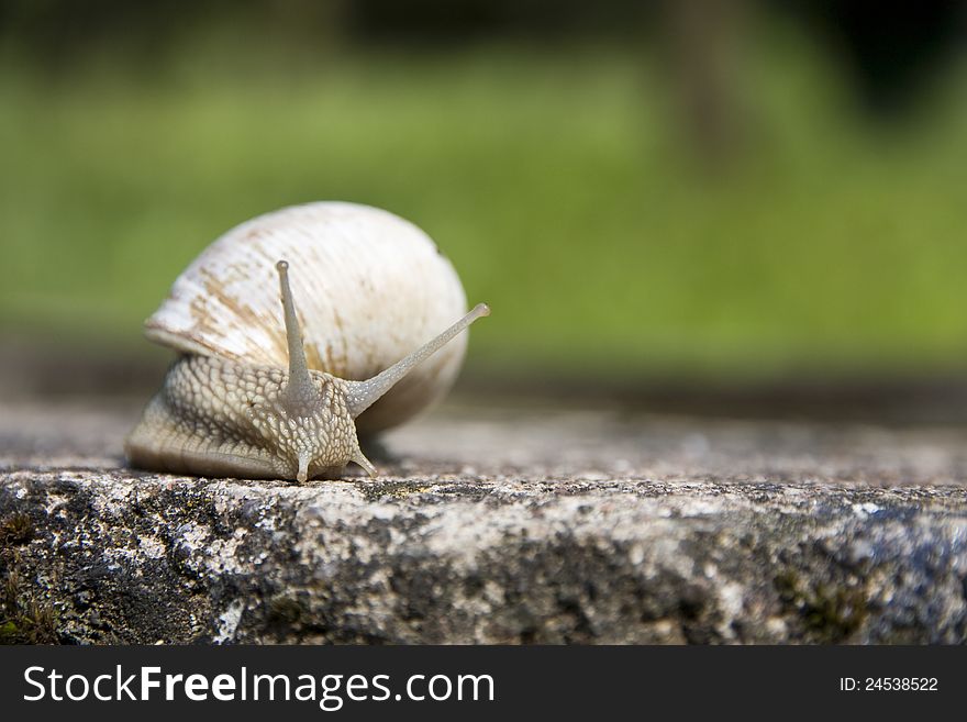 A snail crawling on the concrete
