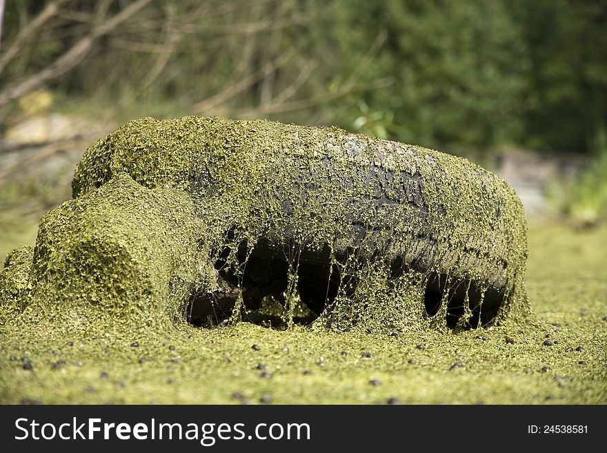 Detail discarded tires covered with green moss. Detail discarded tires covered with green moss