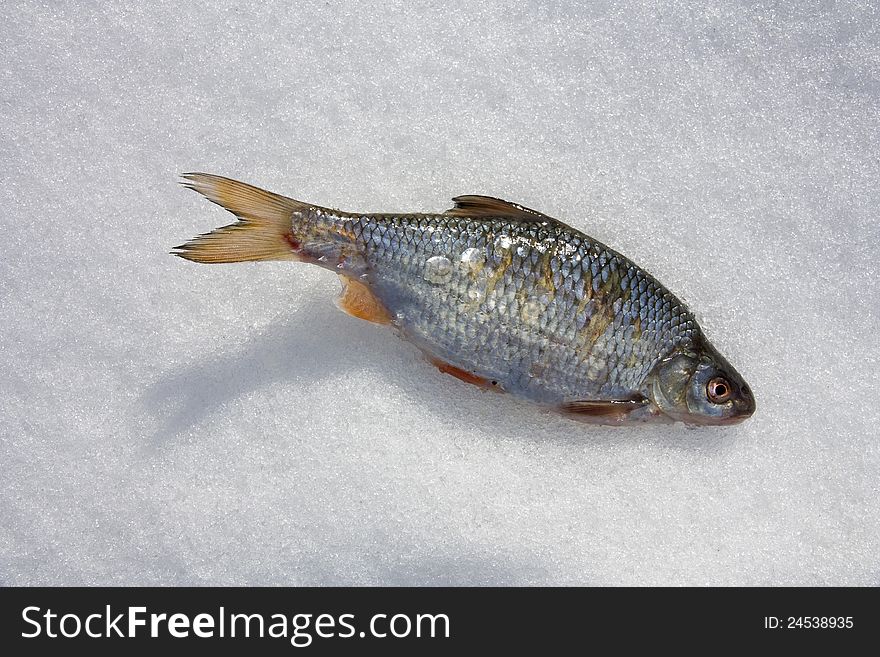 Fish in the snow