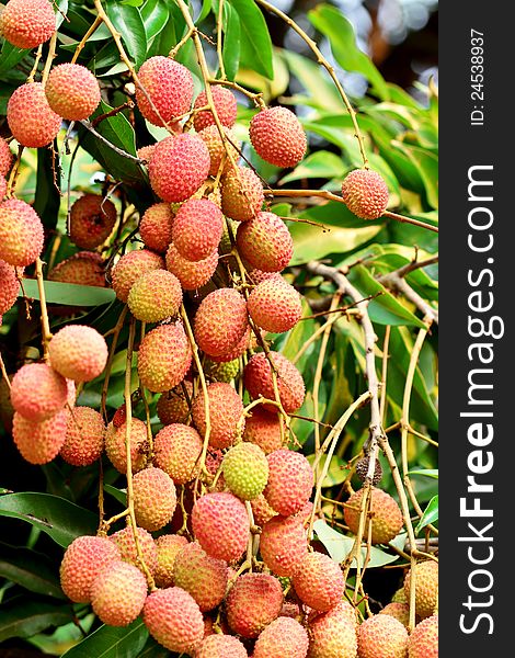 Litchi on the branch of a tree. Litchi on the branch of a tree