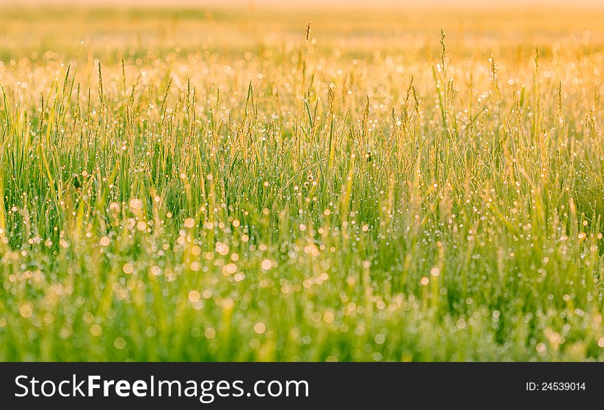 Grass Covered With Dew