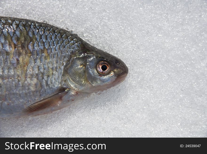 Fish lying on its side in the snow. Fish lying on its side in the snow