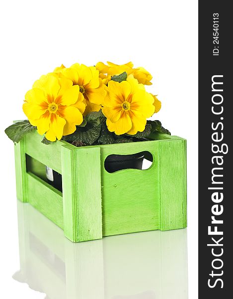 Primrose in wooden box isolated on white