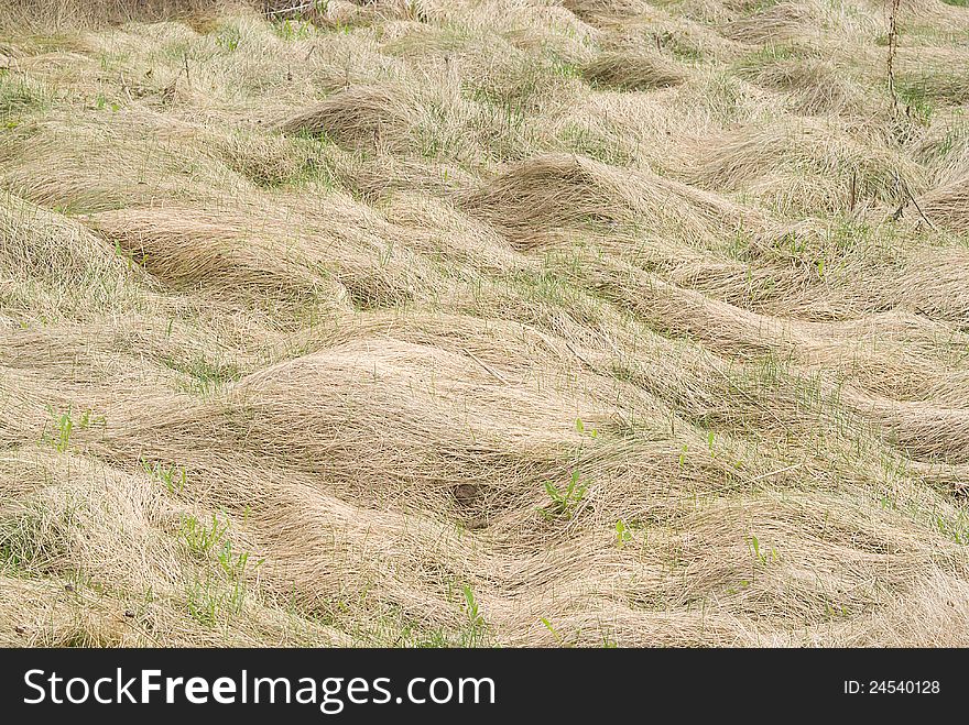 On the nature of the dry grass in the spring. On the nature of the dry grass in the spring