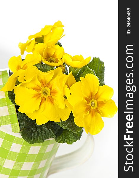 Primrose in flower pot isolated on white