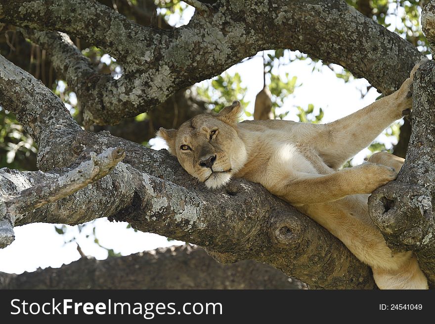 African Lioness stretched out comfortably in the branches of a tree. African Lioness stretched out comfortably in the branches of a tree