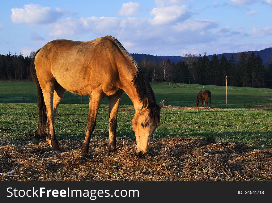 Horse On Pasture