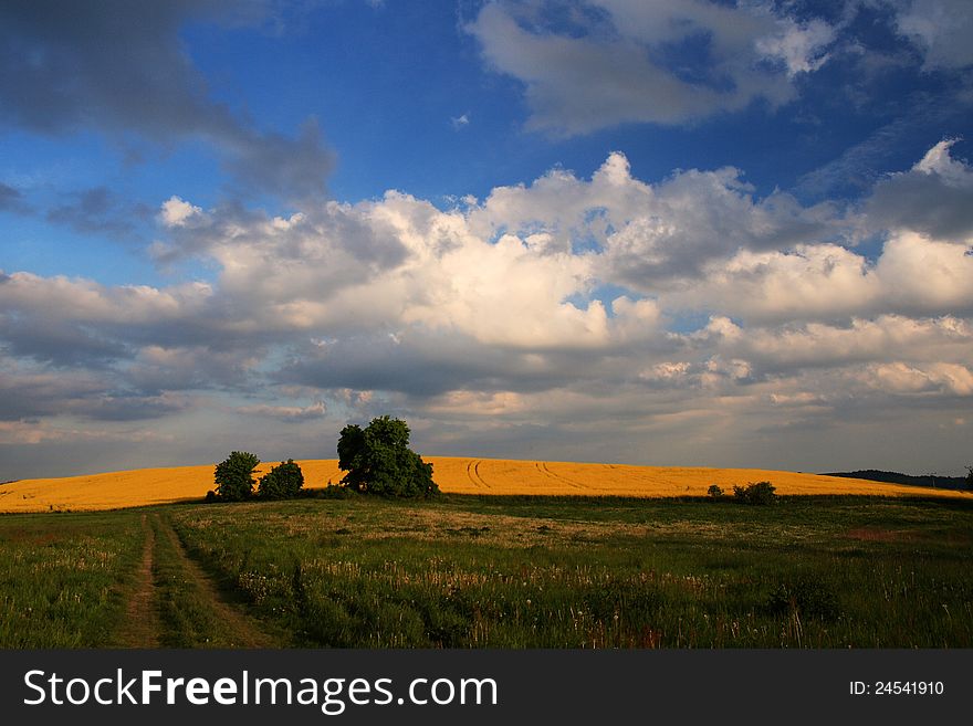 Field of oilseed rape