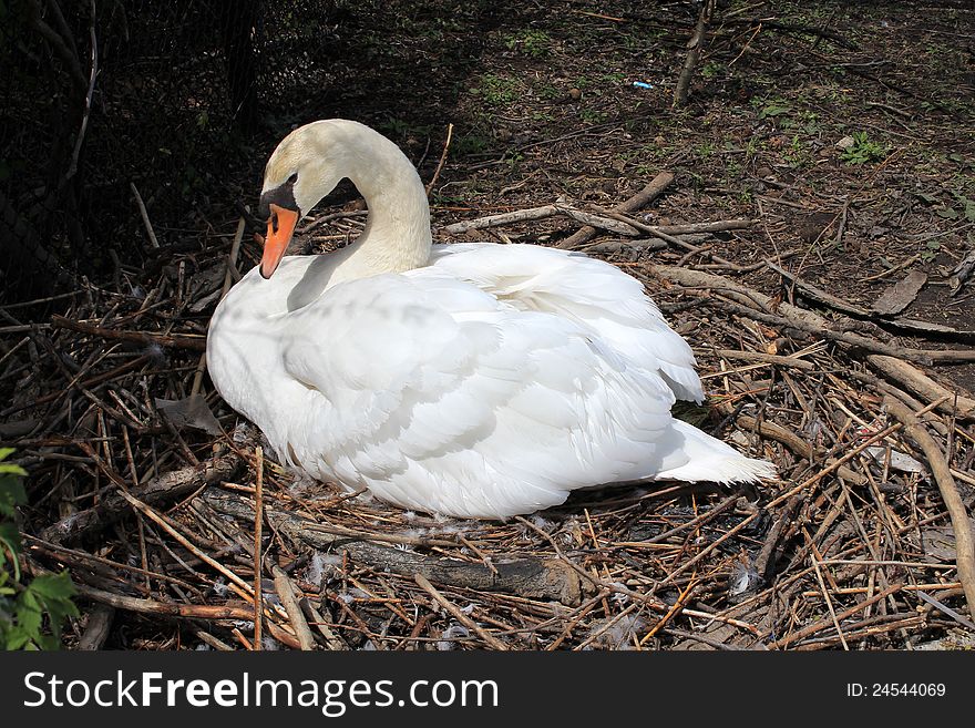 The white swan in the nest