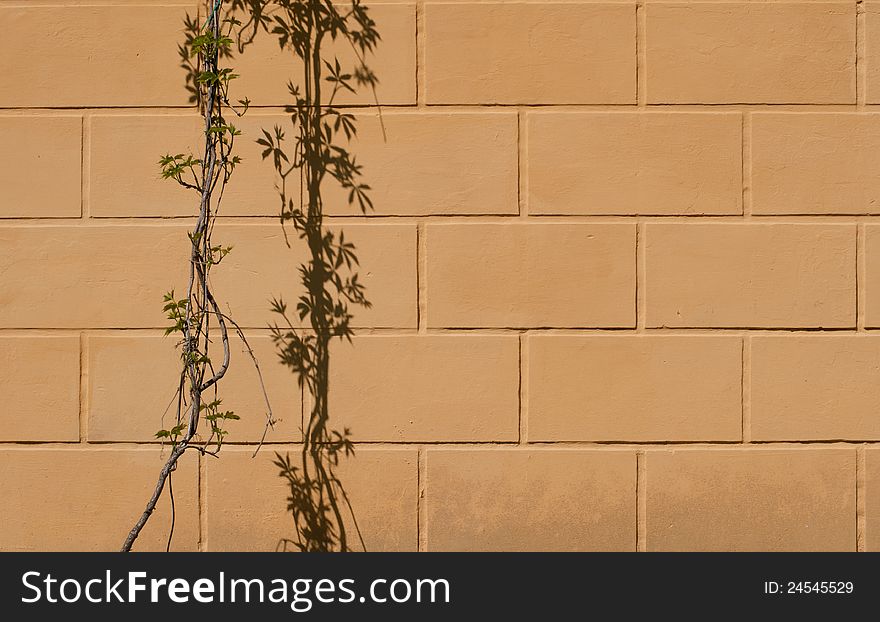 Close up stone wall texture with grapevine and it's shadow. Close up stone wall texture with grapevine and it's shadow