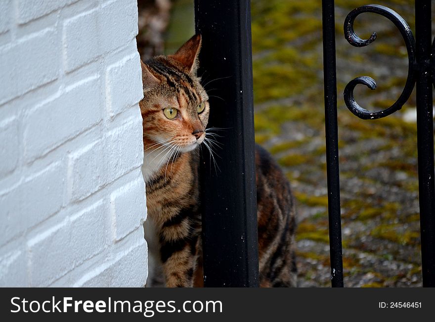 Cat at the gate guarding the premises. Cat at the gate guarding the premises