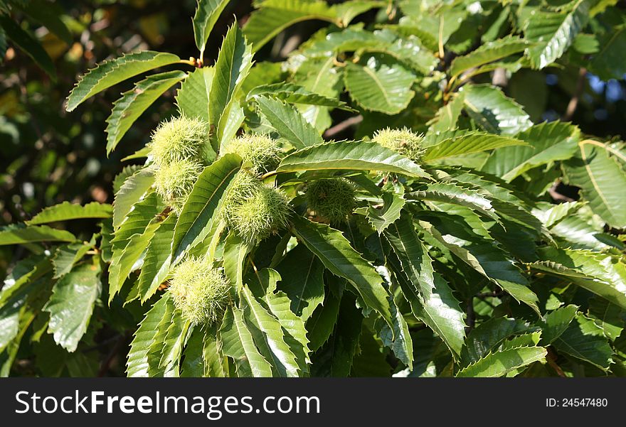 The Spikey Fruit on a Chestnut Tree.