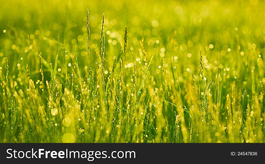 Green grass with drops of dew. Green grass with drops of dew