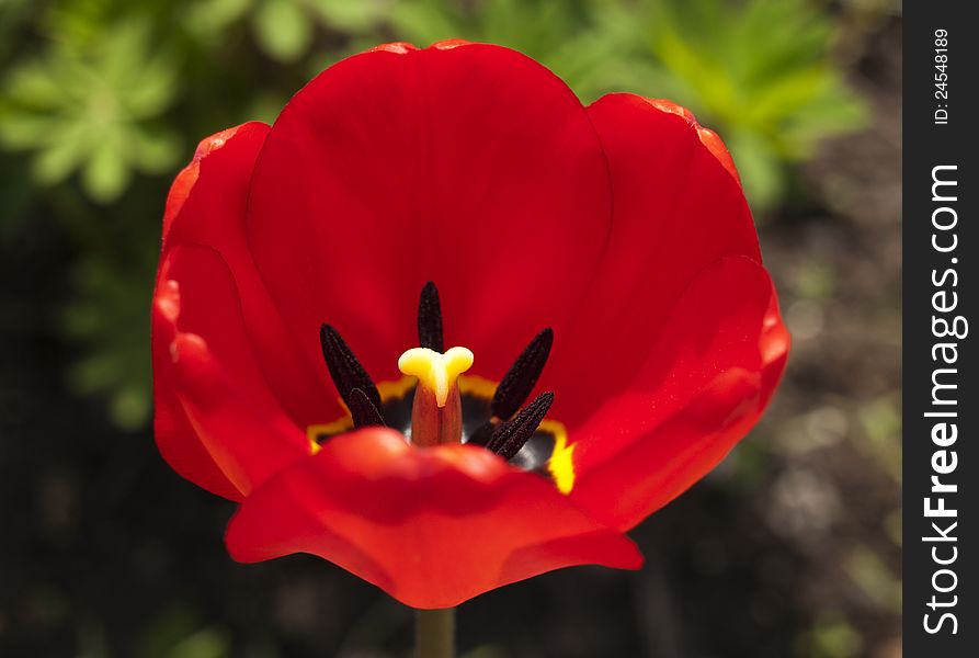 Close-up of red tulip in the park