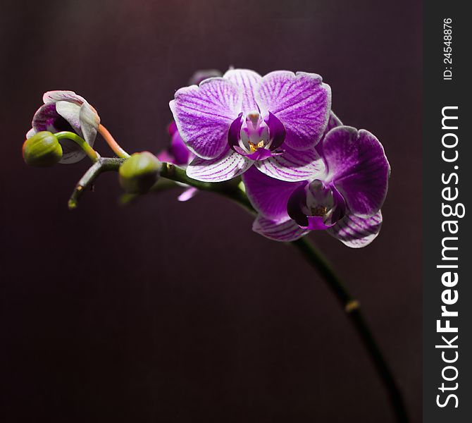 Shiny violet orchid on dark background. Shiny violet orchid on dark background.