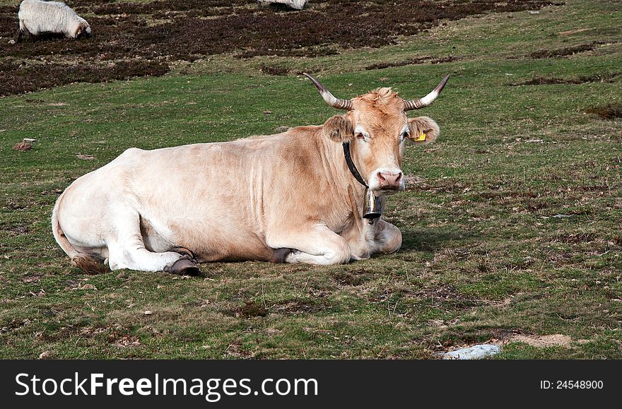 Brown cow on the meadow. Brown cow on the meadow