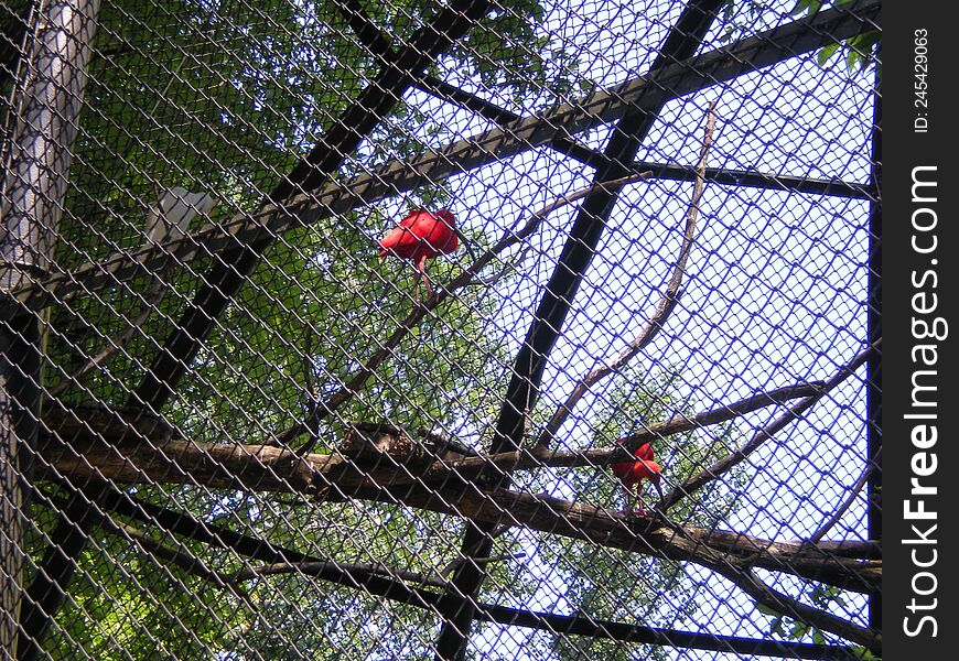 Ibises Walking On A Branch At The Zoo