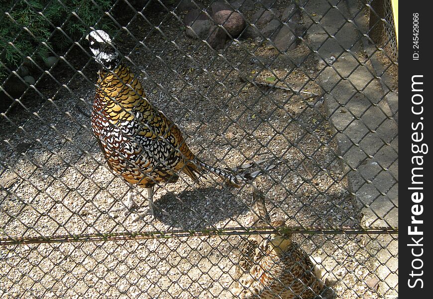 Exotic Pheasants In A Cage At The Zoo