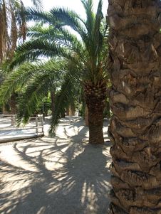 Palms Stock Image Palms Stock Image