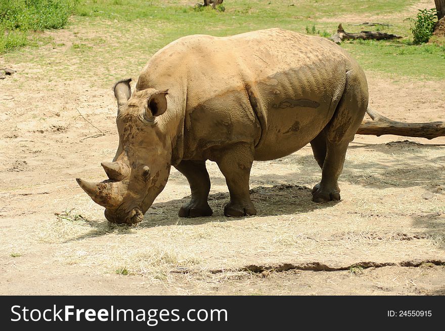 White Rhinoceros (Rhino) grazing on grass