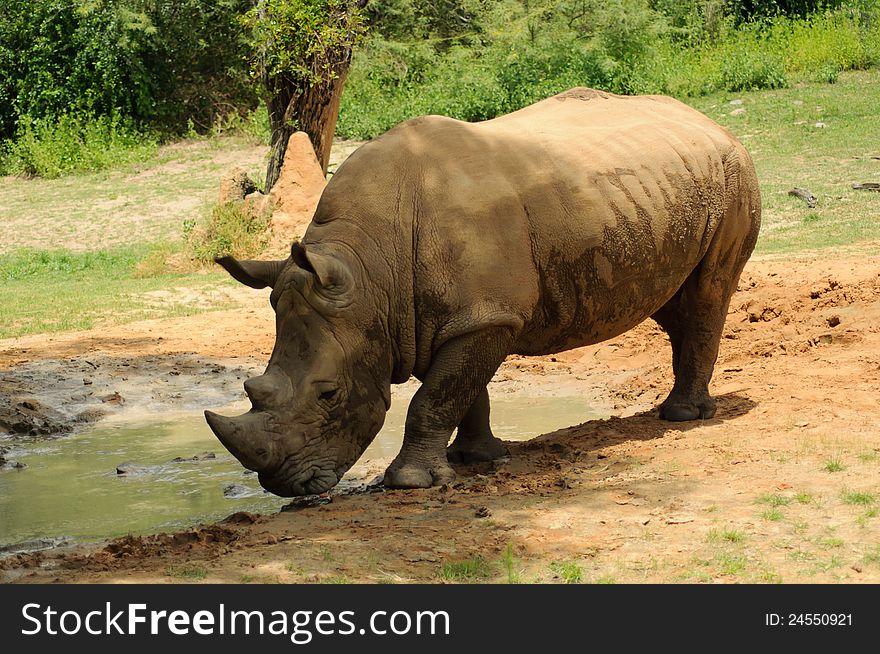 White Rhinoceros (Rhino) in a pool of mud