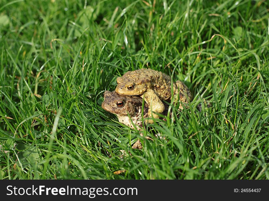 Photo of breeding frog couple in the summer garden