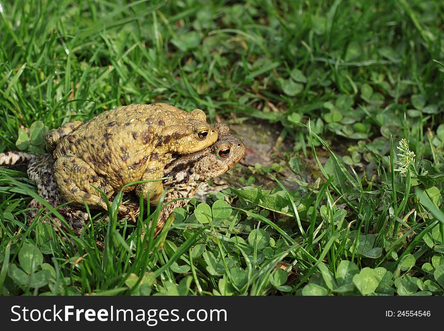 Photo of breeding frog couple in the summer garden