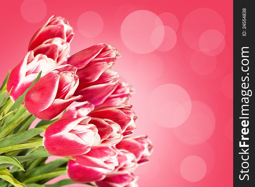 Background with pink tulips for the design