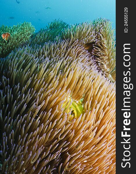 Coral reef in the Red Sea in clear blue water with magnificent Anemone. Coral reef in the Red Sea in clear blue water with magnificent Anemone