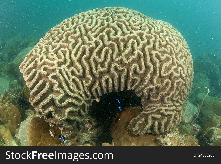 Brain coral in gulf of Thailand. Brain coral in gulf of Thailand