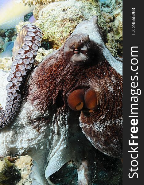 Octopus on coral reef with fish